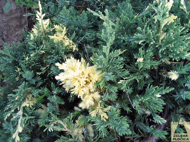 Šarena polegla kleka Juniperus conferta 'Variegata'